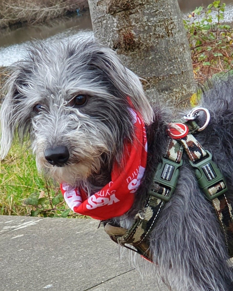 Can they arrest #dogs? 
Nid Fy Brenin
#NotMyKing  #indydog