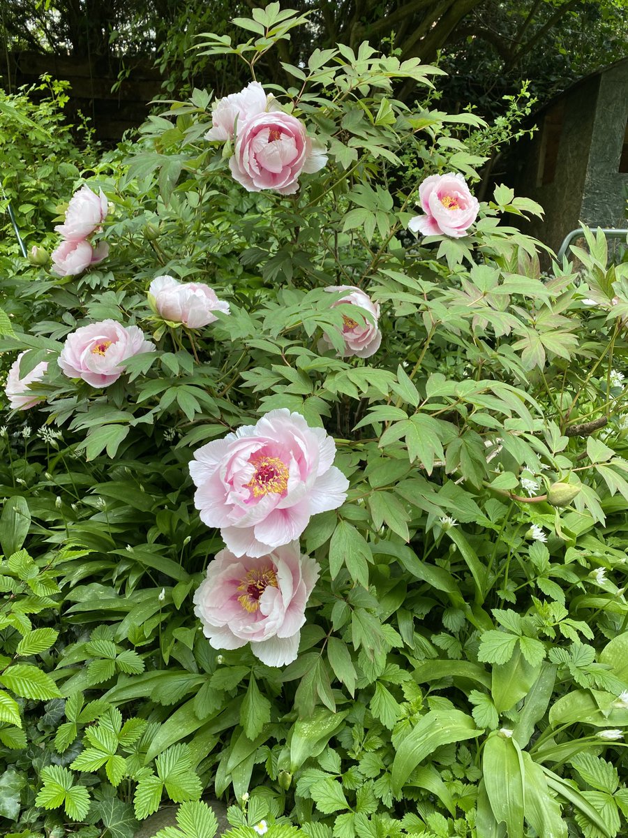 Myriam Frey tweet media