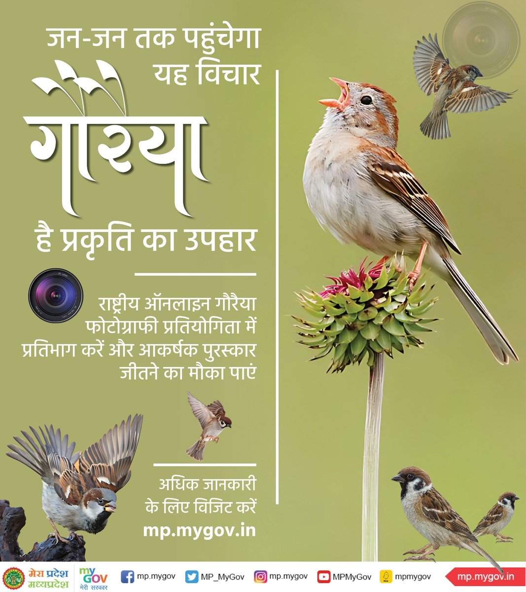 MP_MyGov's tweet photo. जन-जन तक पहुंचेगा यह विचार 
गौरैया है प्रकृति का उपहार
---- 
राष्‍ट्रीय ऑनलाइन गौरैया फोटोग्राफी प्रतियोगिता, आकर्षक पुरस्‍कार जीतने का सुनहरा मौका  

अधिक जानकारी के लिए विजिट करें : https://t.co/jNCvp4V7ig

@moefcc
@minforestmp
@environment_mp
@MPSBB_Bhopal 
@JansamparkMP https://t.co/GDjYPZYovM