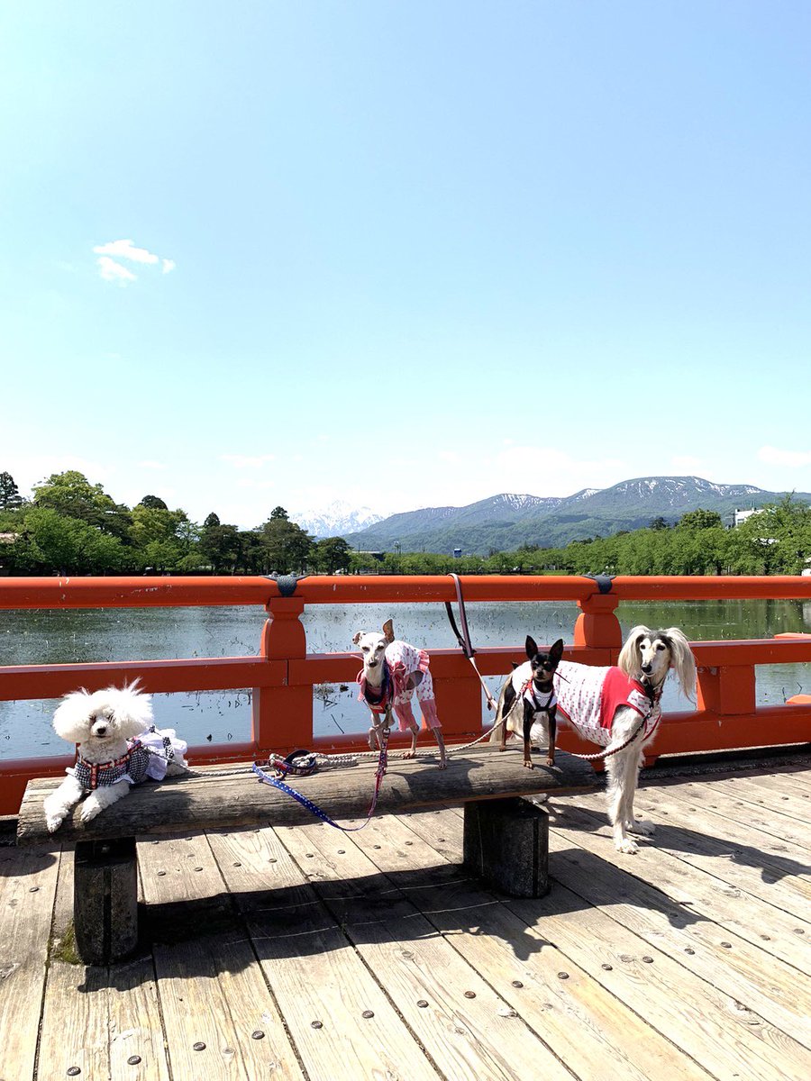 lovelystyledog's tweet photo. GW中
上越市の高田公園&amp;春日山城史跡広場
皆んなで行ってきたよ
ジュリア走ったどー💨

#サルーキ　#ミニピン　#イタグレ　#トイプー　#高田公園 https://t.co/atIOUxhyPz