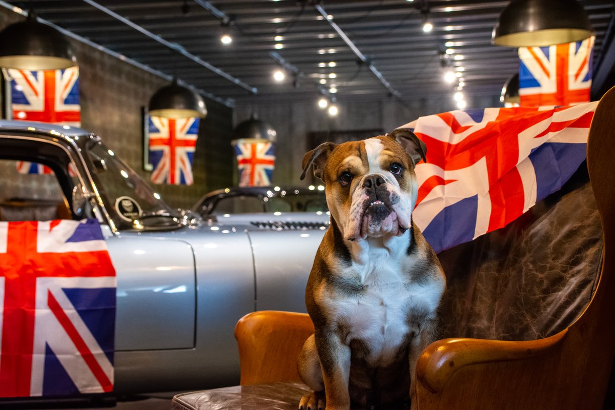 DmHistorics's tweet photo. For the King's Coronation, can you get more British than an English Bulldog and Classic Jags! Happy Coronation, enjoy it! https://t.co/t3mdE97Gk4