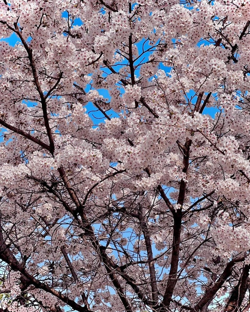 HappyJelita9's tweet photo. Best season, beautiful season like you ❤️🌹
#RAVN
#SpringLastsLongerWithRAVN
#왕나비_군주_레이븐 https://t.co/yMmGDRy5K4