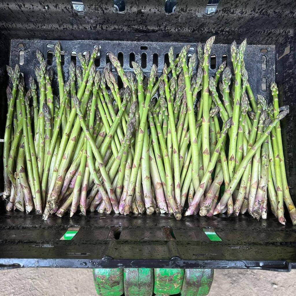 Our first season asparagus is in the shop! Pop over and grab some this weekend 👍

PYO coming soon!

#kentproduce #knowyourfarmer #kentfarmshop #farmshopsuk #asparagusseason #kentasparagus #kentfood #supportbritishfarmers instagr.am/p/Cr5my4gsaUB/