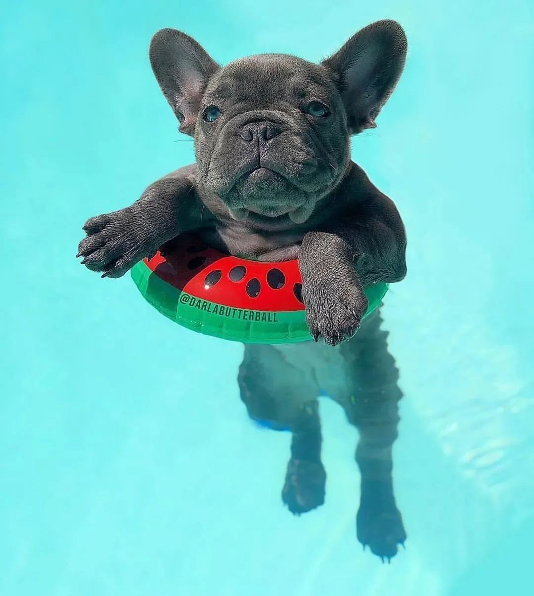 #frenchbulldog #Frenchie #dogsoftwitter