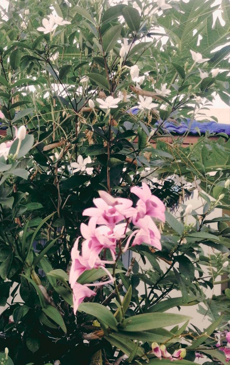 ดอกไม้ที่เธอเคยถ่ายให้