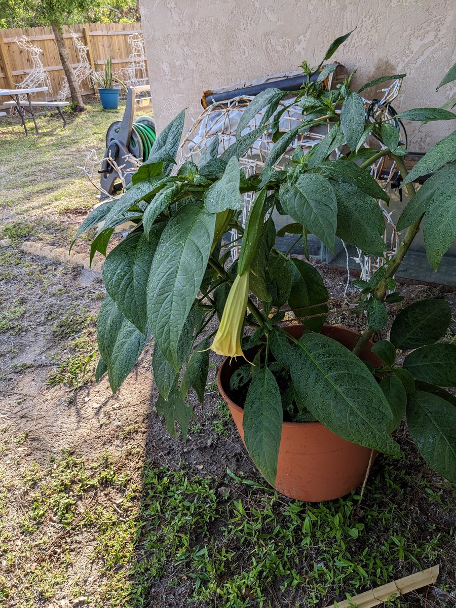 Sugabooboos's tweet photo. || OOC: I HAVE TO BRAG. LOOK. MY FIRST FLOWERS. EVER TO BE CULTIVATED BY ME 😭😭I may have a green thumb yet (rest in peace all those before) https://t.co/gxqQNJsnZI