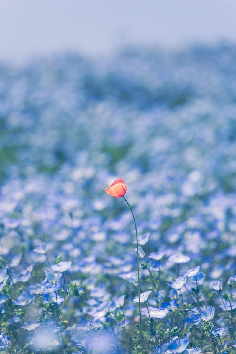 海浜公園のネモフィラ、少し遅めだったけど綺麗な青だった