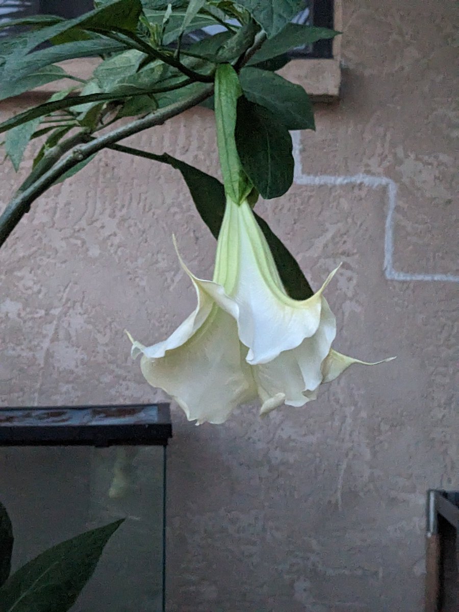 Sugabooboos's tweet photo. || OOC: I HAVE TO BRAG. LOOK. MY FIRST FLOWERS. EVER TO BE CULTIVATED BY ME 😭😭I may have a green thumb yet (rest in peace all those before) https://t.co/gxqQNJsnZI
