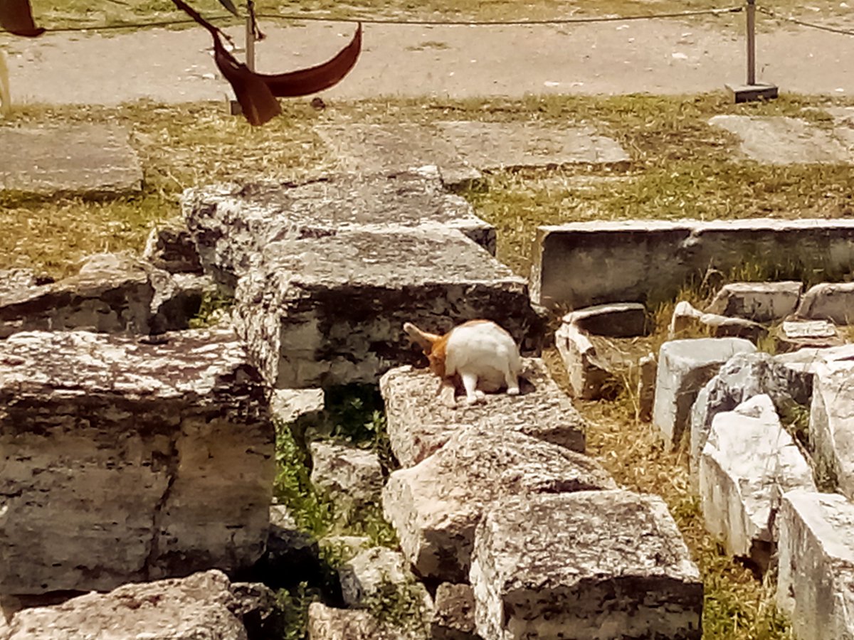 demy1980d's tweet photo. #CatsOfTwitter #Caturday #cats #dailymotivation #agora #archa #notunderstanding #wrongarounding #relaxation #selfcare #aloneshow #colored #memyself #forbidden #disturbing #mobilephotography https://t.co/daC7jb0adV