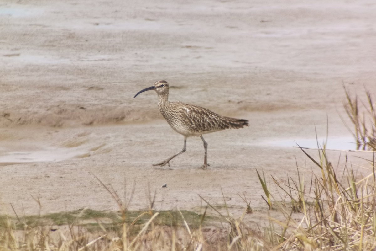 LapwingEcology's tweet photo. A week of wadery encounters is always welcome #ecology #ornithology #waders https://t.co/HMtfIzLhVh