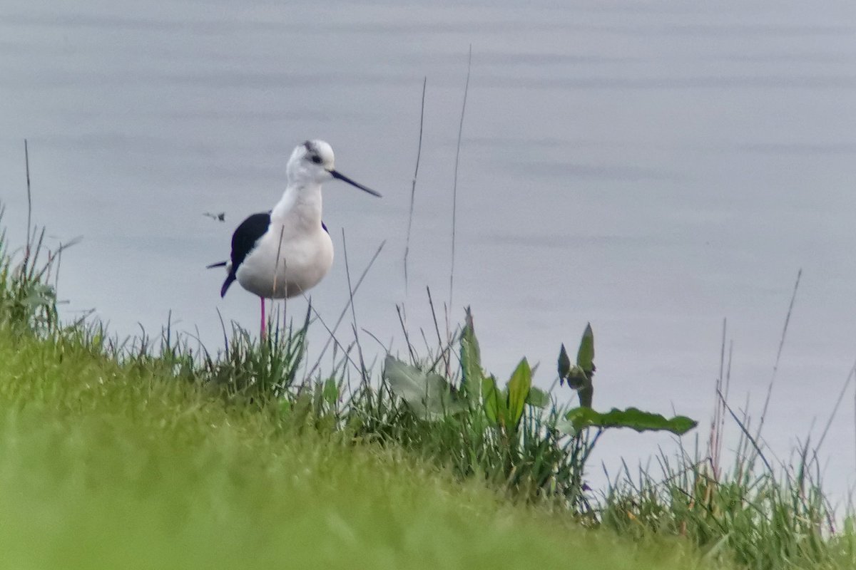 LapwingEcology's tweet photo. A week of wadery encounters is always welcome #ecology #ornithology #waders https://t.co/HMtfIzLhVh