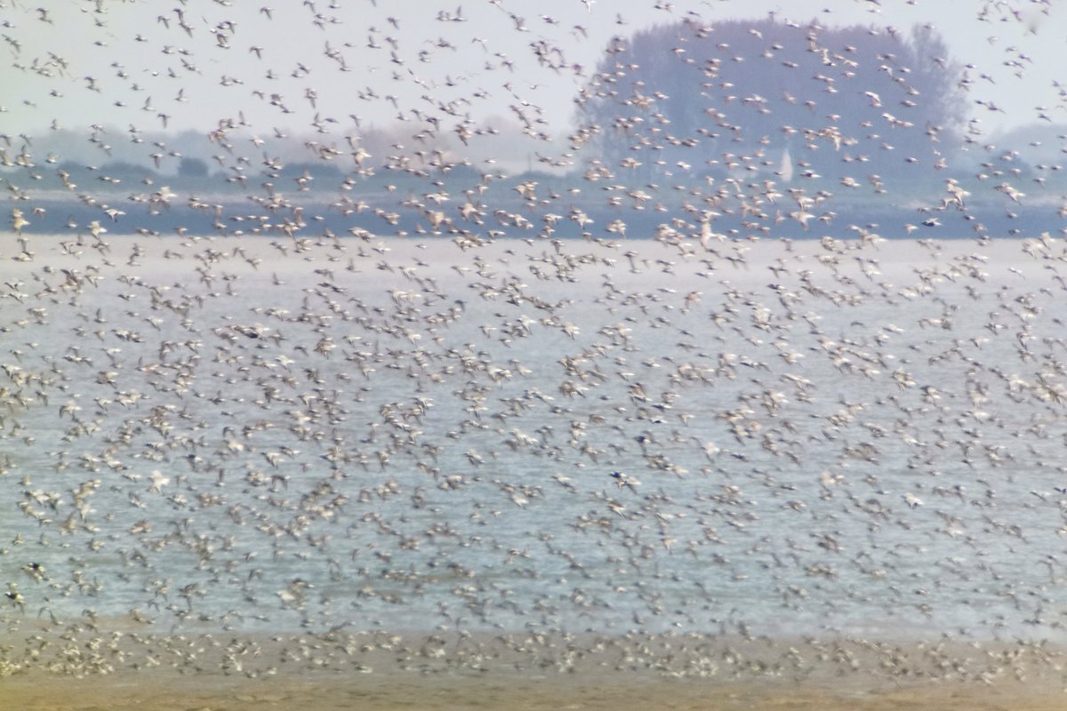 LapwingEcology's tweet photo. A week of wadery encounters is always welcome #ecology #ornithology #waders https://t.co/HMtfIzLhVh