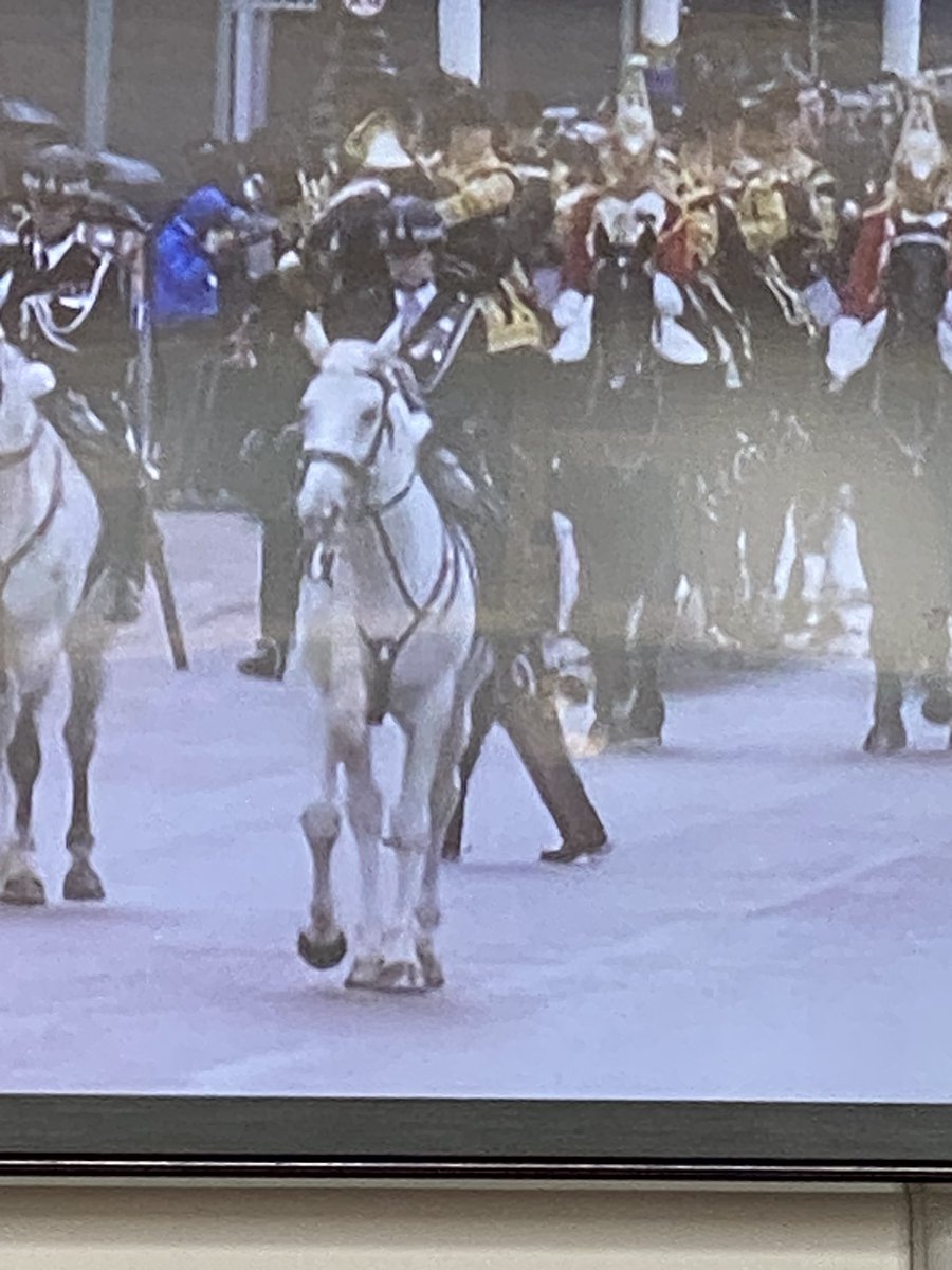 Is that horse in front wearing a tie?!