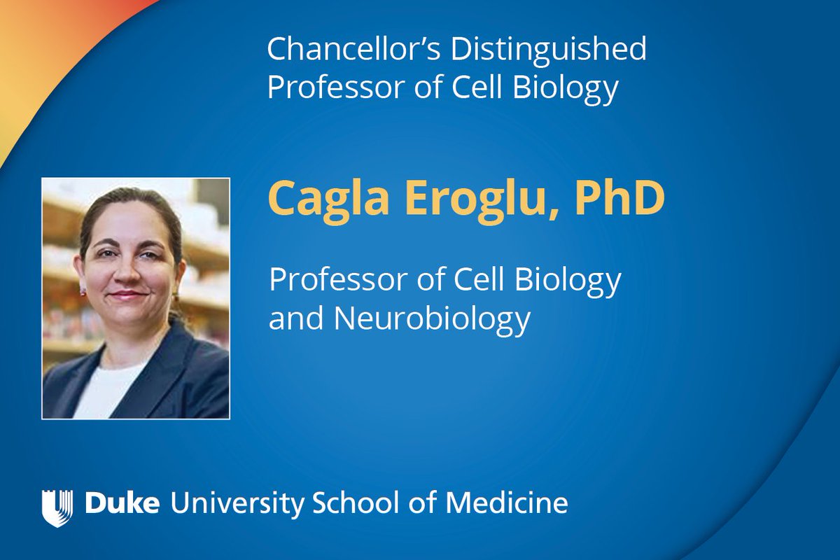 Mary E. Klotman, MD (@maryeklotman) on Twitter photo Congratulations to Cagla Eroglu, professor of <a href="/DukeCellBiology/">Duke Department of Cell Biology</a> and <a href="/DukeNeuro/">Duke Neurobiology</a>. She studies the development of synaptic connectivity in the mammalian brain. Her focus has been on how glial cells called astrocytes affect synaptogenesis. <a href="/c_eroglu/">Cagla Eroglu</a> Congratulations to Cagla Eroglu, professor of <a href="/DukeCellBiology/">Duke Department of Cell Biology</a> and <a href="/DukeNeuro/">Duke Neurobiology</a>. She studies the development of synaptic connectivity in the mammalian brain. Her focus has been on how glial cells called astrocytes affect synaptogenesis. <a href="/c_eroglu/">Cagla Eroglu</a>