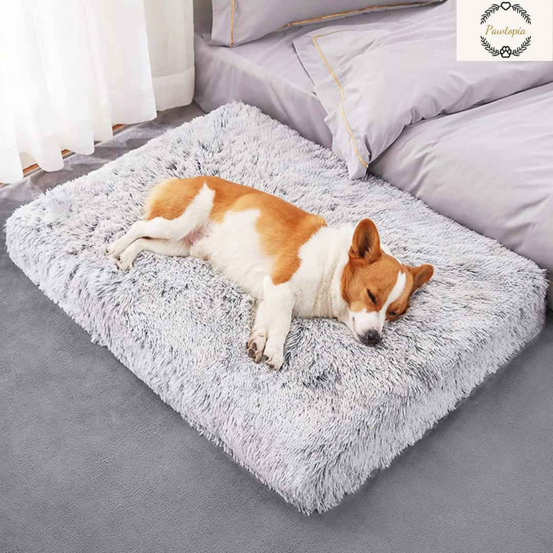 Pawtopiastore's tweet photo. Sweet dreams are made of fluff πΎ Our fluffy flat bed provides ultimate comfort for your furry friend to snuggle up and snooze. Upgrade their sleep game with Pawtopia! π΄ #FluffyBed #PetComfort #SweetDreams #PawtopiaPets πΎποΈ https://t.co/whBrmox7T9