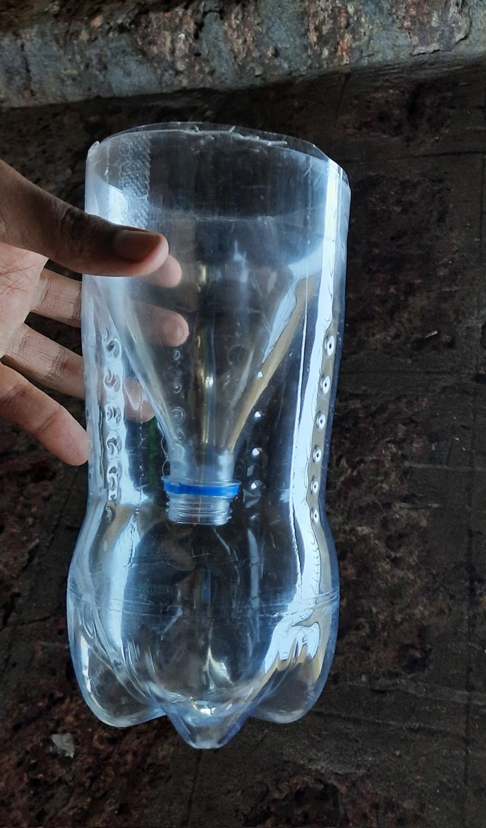 Mack_santo's tweet photo. Since the traditionally used Minnow traps aren't suitable for catching shrimps that we primarily work on.
We decided to make our own using 2.25L soft drink bottles.
Got this idea from a YouTube video.
#minnowtrap #shrimp #Trapp #caridina #macrobrachium #westernghats https://t.co/t2Wy4Pe3YA