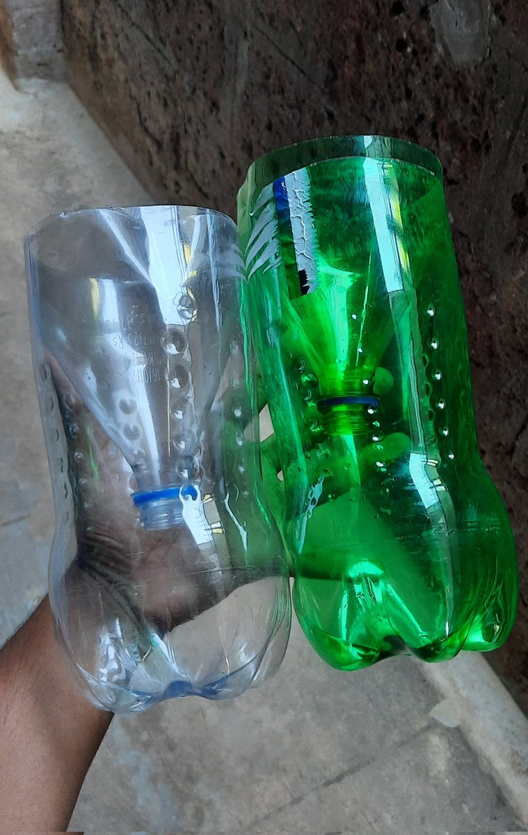 Mack_santo's tweet photo. Since the traditionally used Minnow traps aren't suitable for catching shrimps that we primarily work on.
We decided to make our own using 2.25L soft drink bottles.
Got this idea from a YouTube video.
#minnowtrap #shrimp #Trapp #caridina #macrobrachium #westernghats https://t.co/t2Wy4Pe3YA