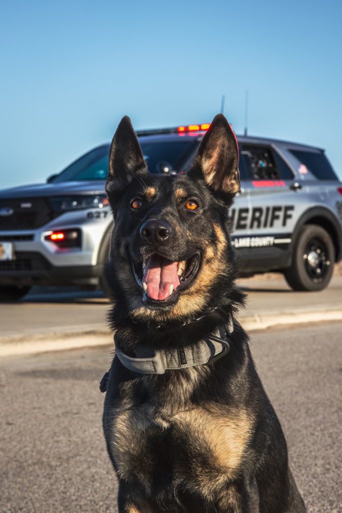 Lake County Sheriff on Twitter "GOOD BOY DRAKO!! K9 Drako responded to