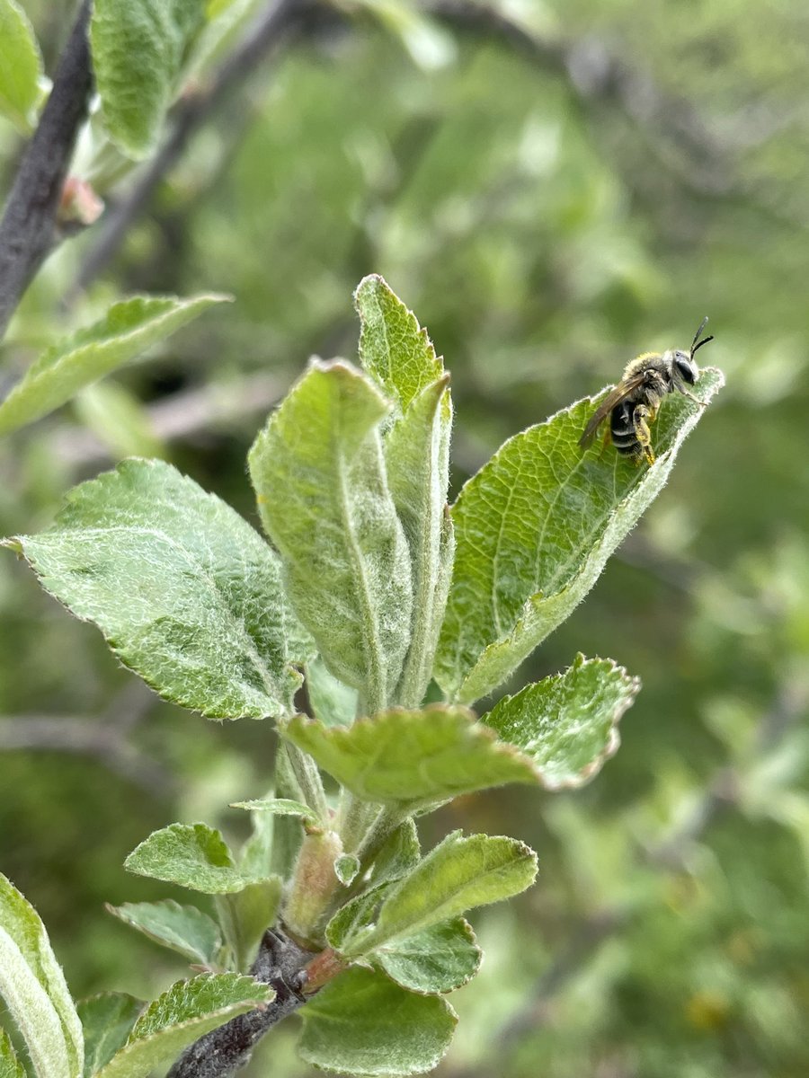 #FruitFriendFriday is all about our wild #pollinators who are already waiting patiently for apple #bloom 🐝🍎Did you know over 400 species of wild #bees call Ontario home?

#onapples #onapple #onappleaday #ontag #beneficialinsect #buzz