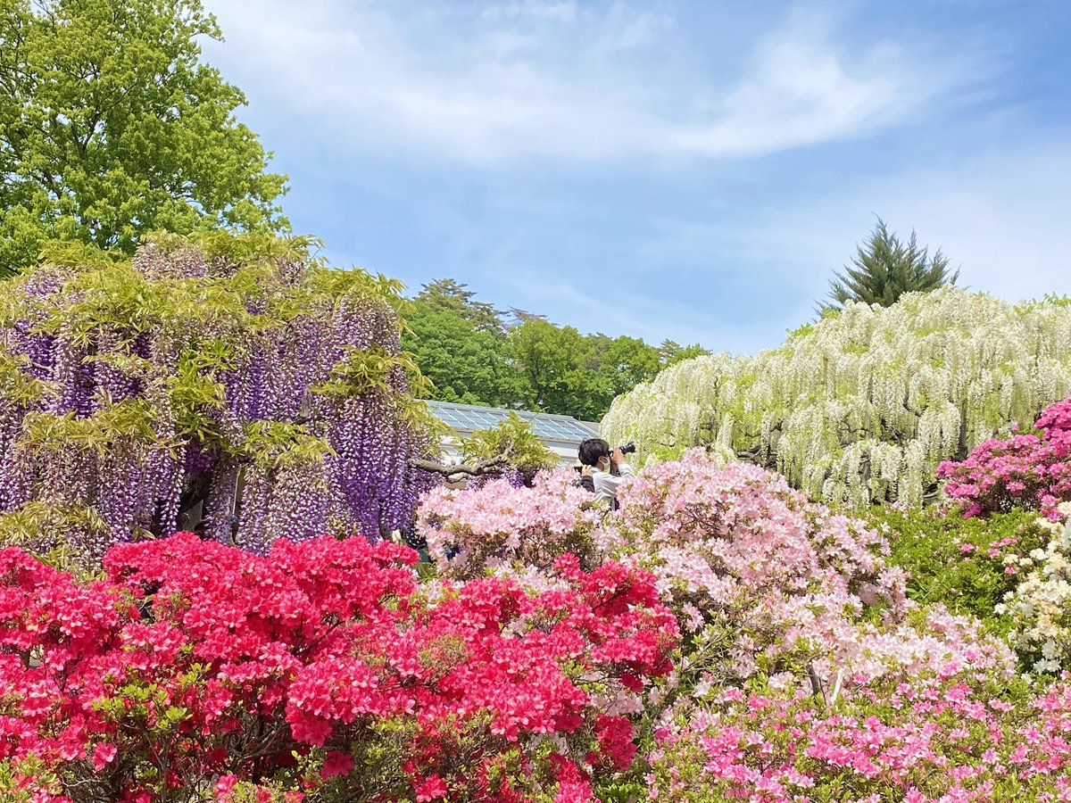 あしかがフラワーパーク🌷

藤の花が綺麗すぎた☺️💕