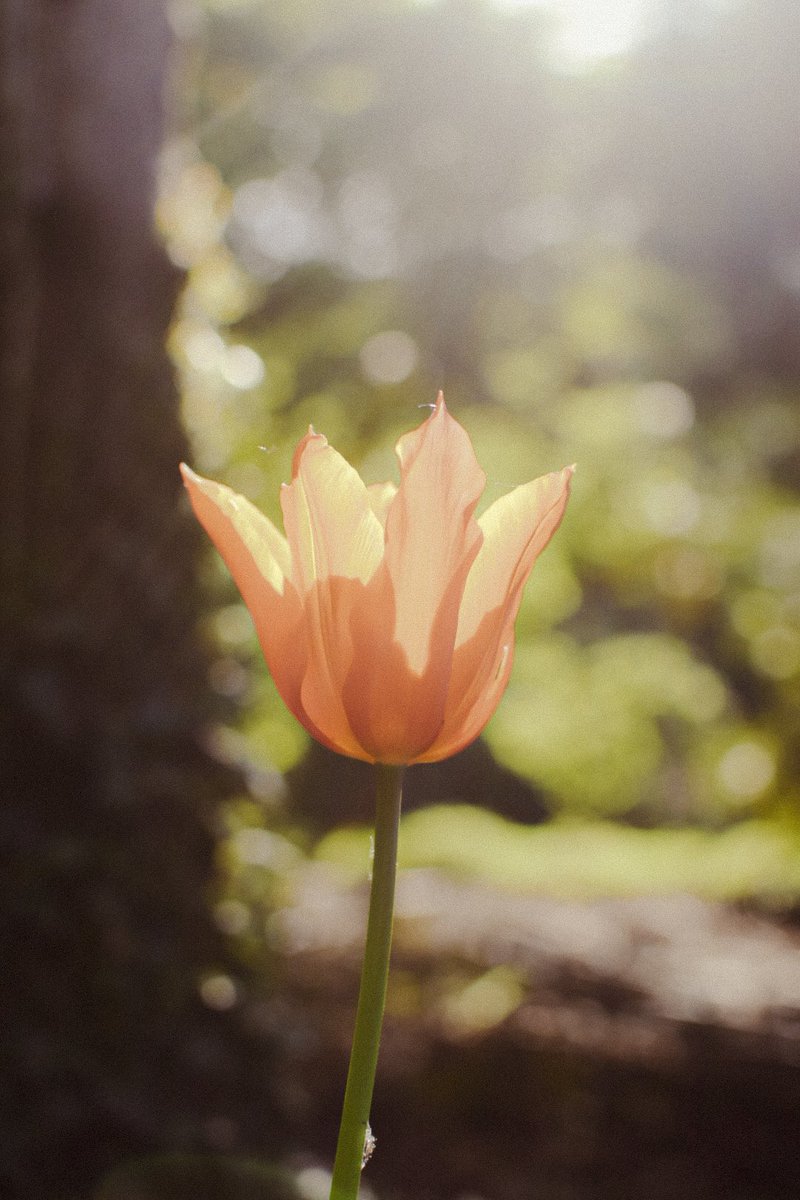 QueennChrome's tweet photo. Pic 1: RAW
Pic 2/3/4: EDIT 
🌷TULIPE🌷

#nancy #nikonphotography #rawvsedit #lightroom #frenchvisuals #nikon #jardinbotanique @frenchvisuals @NikonFR @VilledeNancy @JardinBotaNancy https://t.co/QAfsnOsxbD