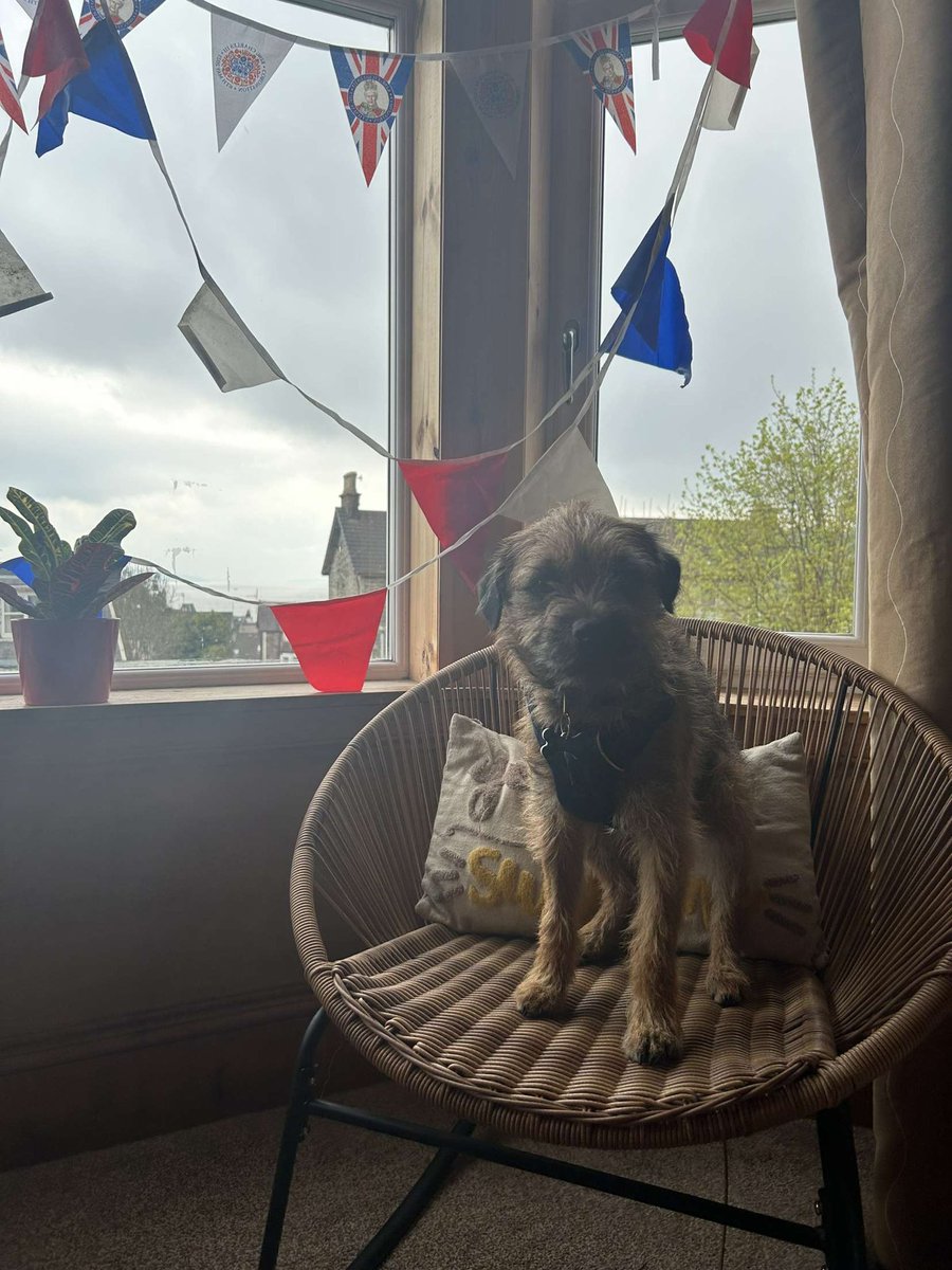 amesross's tweet photo. @sarajcox Nevis was flying the flag in Scotland ❤️🤍💙 
#borderterrier https://t.co/7r5PaFLC50