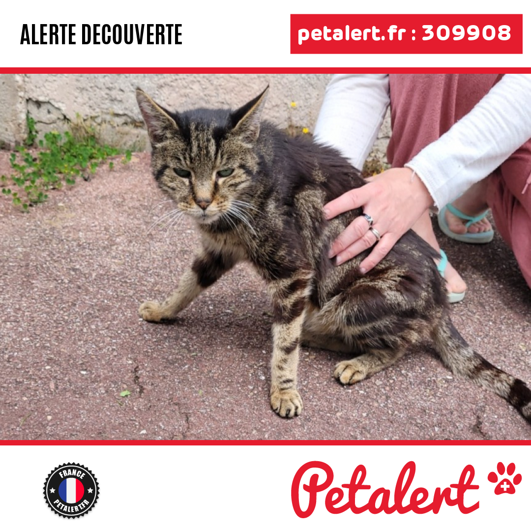 petalert_france's tweet photo. Trouvé #Chat #SeineSaintDenis #LesPavillonsSousBois #Petalert  #PetAlert93 / https://t.co/UtYgHmsJSD https://t.co/7arzgIS6On