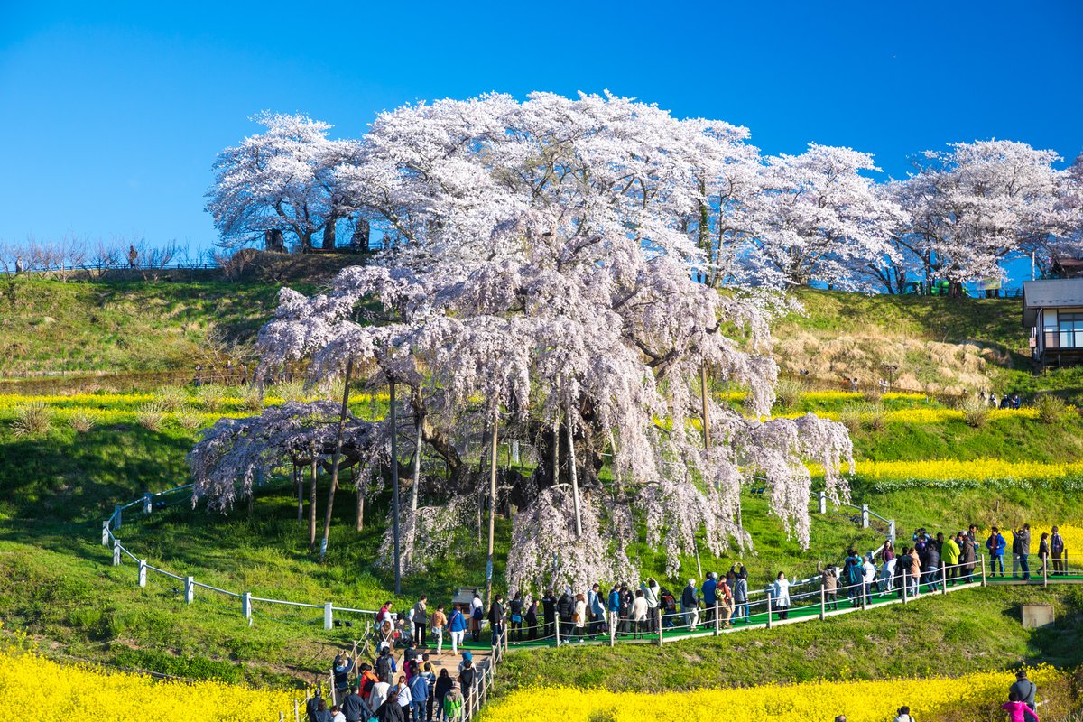TigrouMeow's tweet photo. Sakura Ichiban, enfin, c'est ce qu'ils disent ! ✌️ C'est à Fukushima. https://t.co/LAcJnO7Z7i