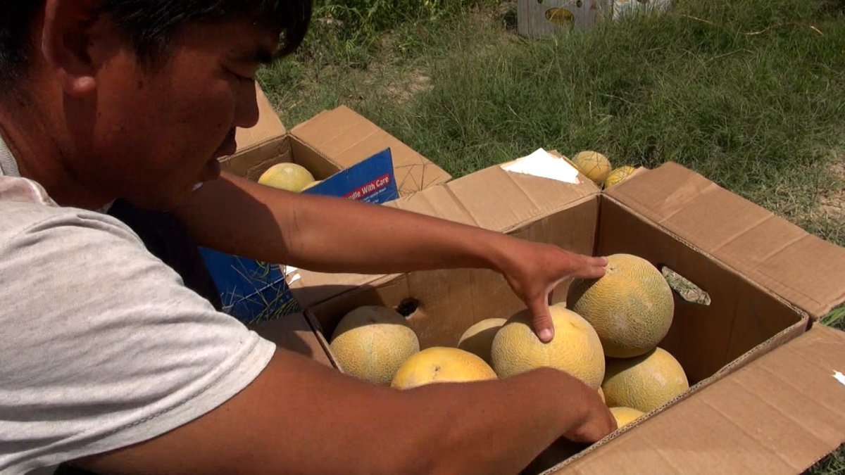 #Handalak harvesting has begun in the south of #Tajikistan. One piece costs 5-6 somoni
На юге #Таджикистана начался сбор #хандалака. Одна штука стоит 5-6 самони