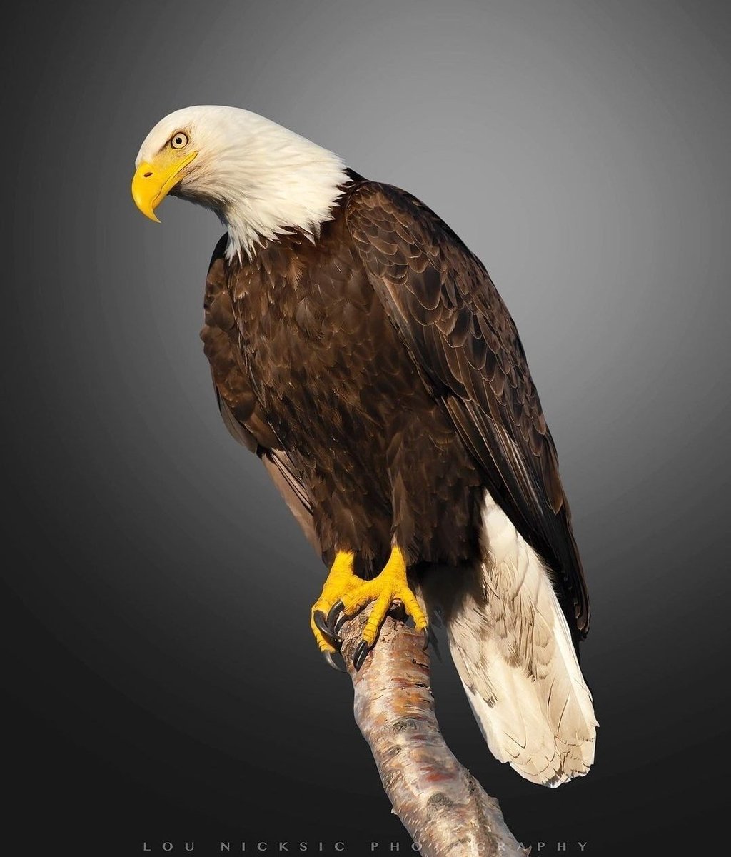 yousaf Khan Yousaf zai tweet media