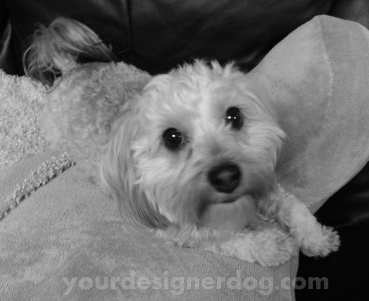 yourdesignerdog's tweet photo. Our First Black and White Sunday https://t.co/KhSeBzJJqO #blackandwhite #blackandwhitephotography #blog #cute #designerdogs #dogowner https://t.co/7RVPChj2jG