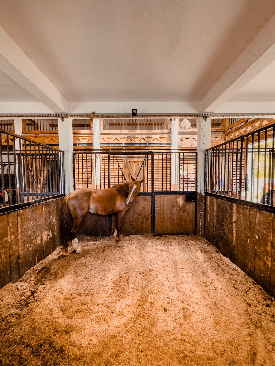 WeedAdd's tweet image. Horse life #horse #life #ranch #argela #ergela #lazyhorse #animal #photography #tarcin #animalphotography #wildlife #nature