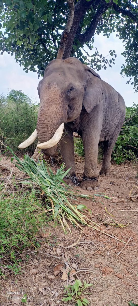 LMiltonTOI's tweet photo. Veteran #Dasara election #Balarama (67) is being treated for an infection in the throat in #Naragahole #Tiger #Reserve. Balarama had carried #Golden #Howdah for 14 times  in the Dasara procession https://t.co/K9kAqTGIu2