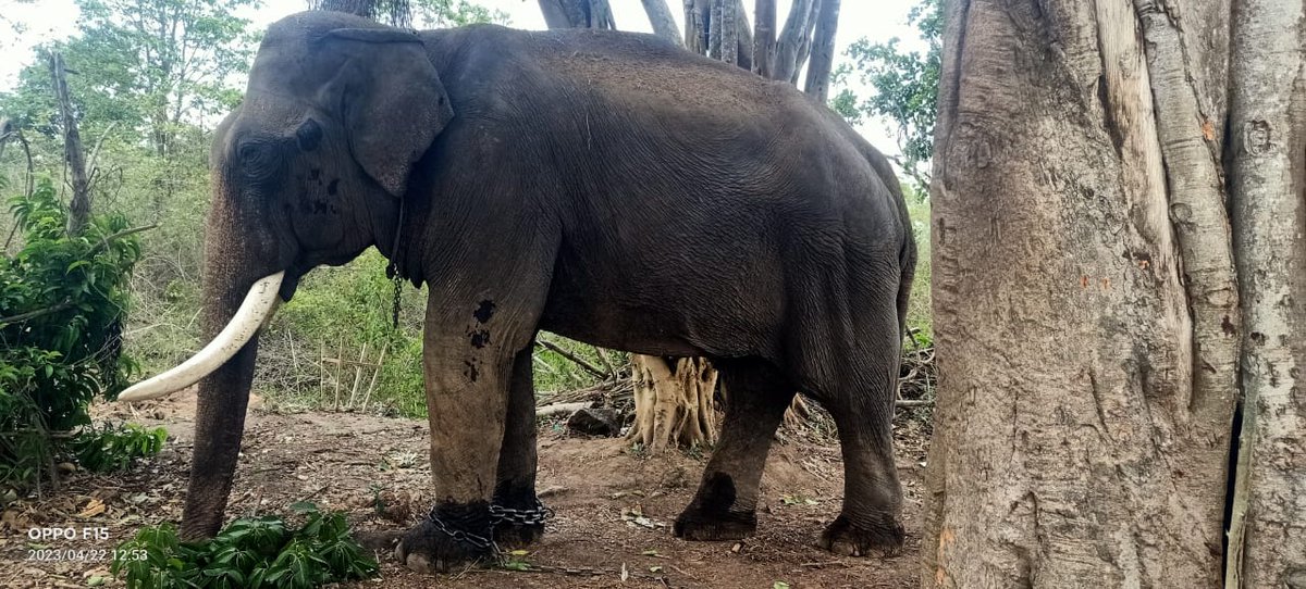 LMiltonTOI's tweet photo. Veteran #Dasara election #Balarama (67) is being treated for an infection in the throat in #Naragahole #Tiger #Reserve. Balarama had carried #Golden #Howdah for 14 times  in the Dasara procession https://t.co/K9kAqTGIu2