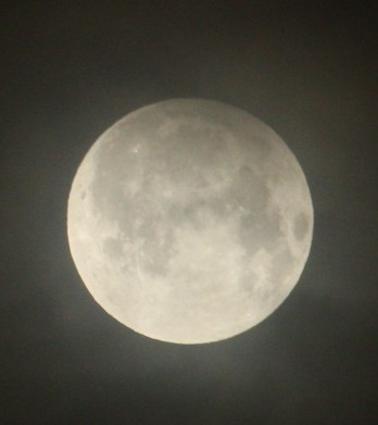 takaha0301's tweet photo. 今夜の満月が見たくて外に出たけどお月様は雲に隠れていました。今日の深夜２時過ぎには半影月食だったので頑張って起きだけど薄い雲越しでした。ちょっと残念。でも何とか撮れました。お月様にはツキミソウですが、これはヒルザキツキミソウです。 https://t.co/wk9wHbvpqs