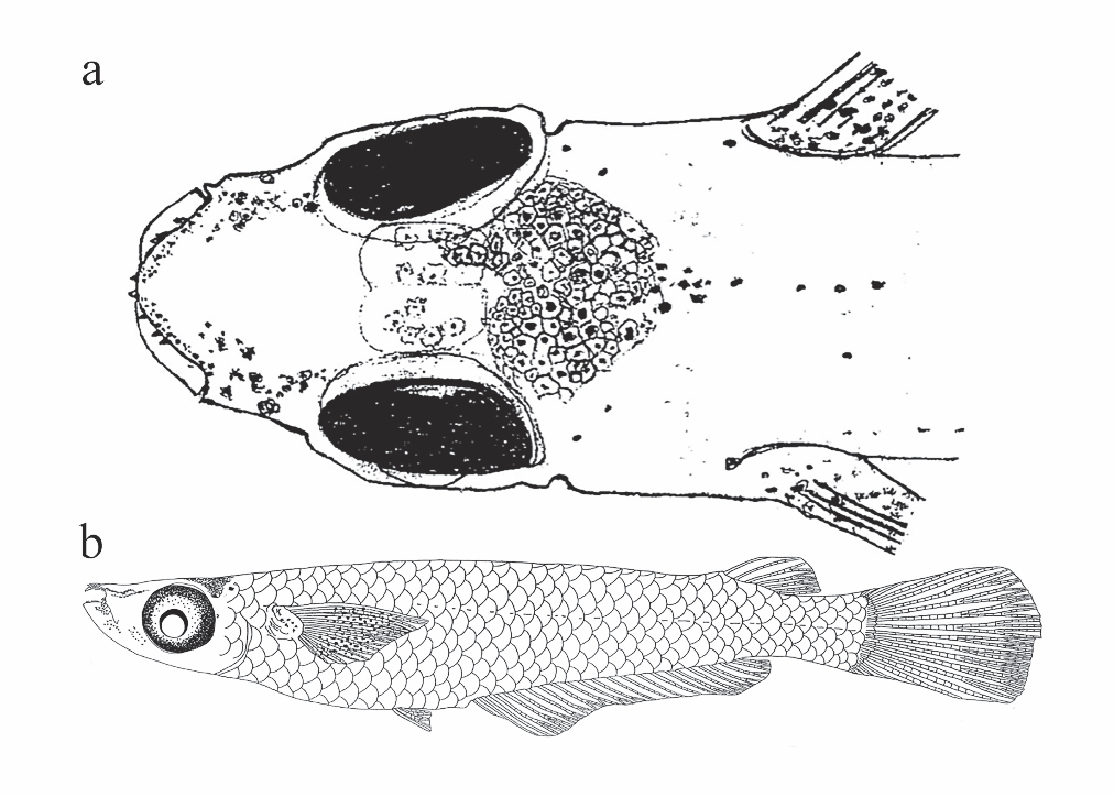 Varanussalvator's tweet photo. #FishEponym: Nasutoryzias ataranensis, a species of ricefish described in 2021 from a tidal stretch of the Ataran River in Mon State, southeast Myanmar. Very little information about this species is available online.
π·: Roberts (2021) https://t.co/V4xpVRsGhy
