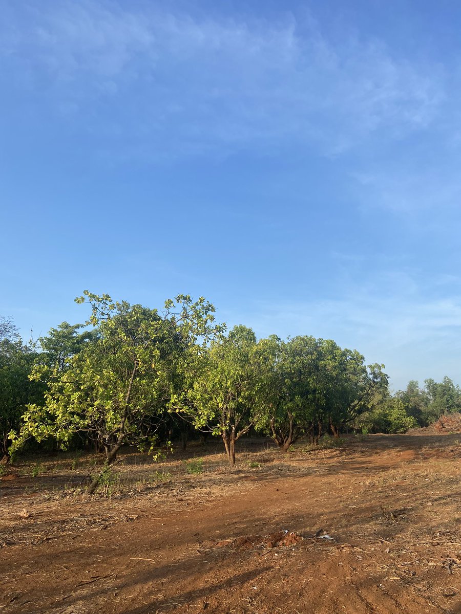 rane_aditya1's tweet image. Guess if I don’t become a good VC, i can sell cashews and mangoes for a living. 😂 #origins #nativeplace