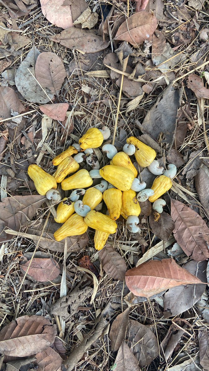 rane_aditya1's tweet image. Guess if I don’t become a good VC, i can sell cashews and mangoes for a living. 😂 #origins #nativeplace