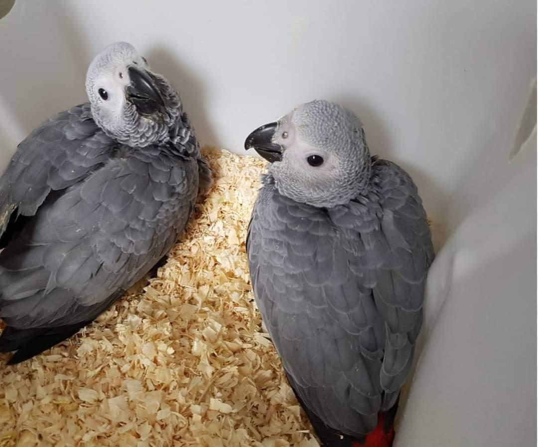 Elgin Bedou (@elginbedou) on Twitter photo 