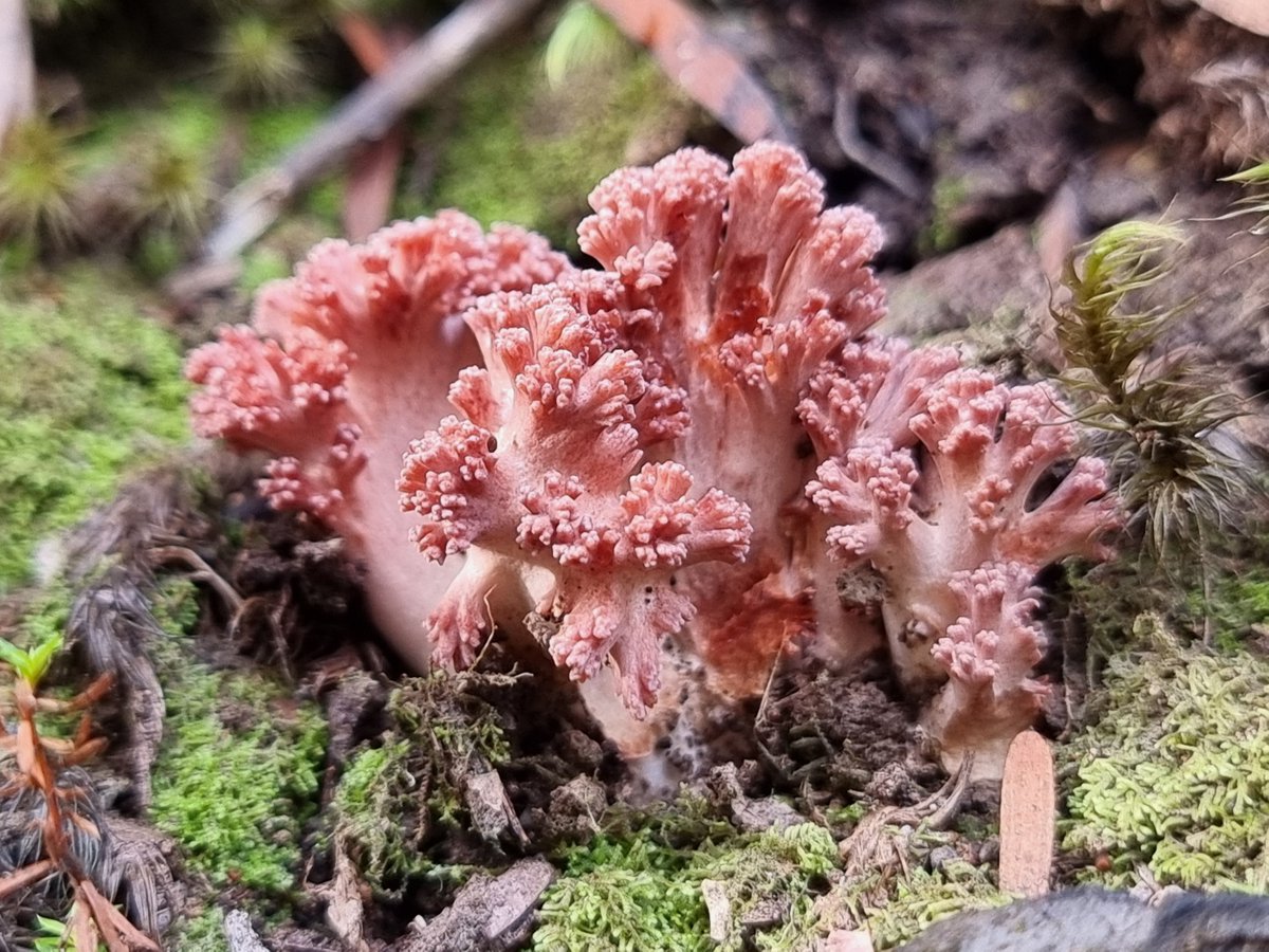 QuestaGame's tweet photo. New featured sighting from SallyD1971 in the Fungi and Friends category! See https://t.co/hFFUkRxb3a Well done! #QuestaGame Photo by QG player SallyD1971 https://t.co/QoOK0YdNSl
