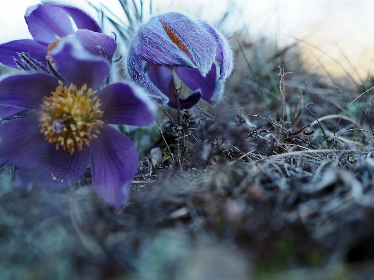 Örö on veneilijän paratiisi, erityisesti näin kauden alkaessa. #lännenkylmänkukka'a esiintyy Suomessa ilmeisesti vain Örössä.💜

<a href="/visitkimitoon/">visitkimitoon</a> <a href="/Kimitoonskommun/">Kimitoön | Kemiönsaari</a> #visitörö #finnisharchipelago #saaristomerenkansallispuisto