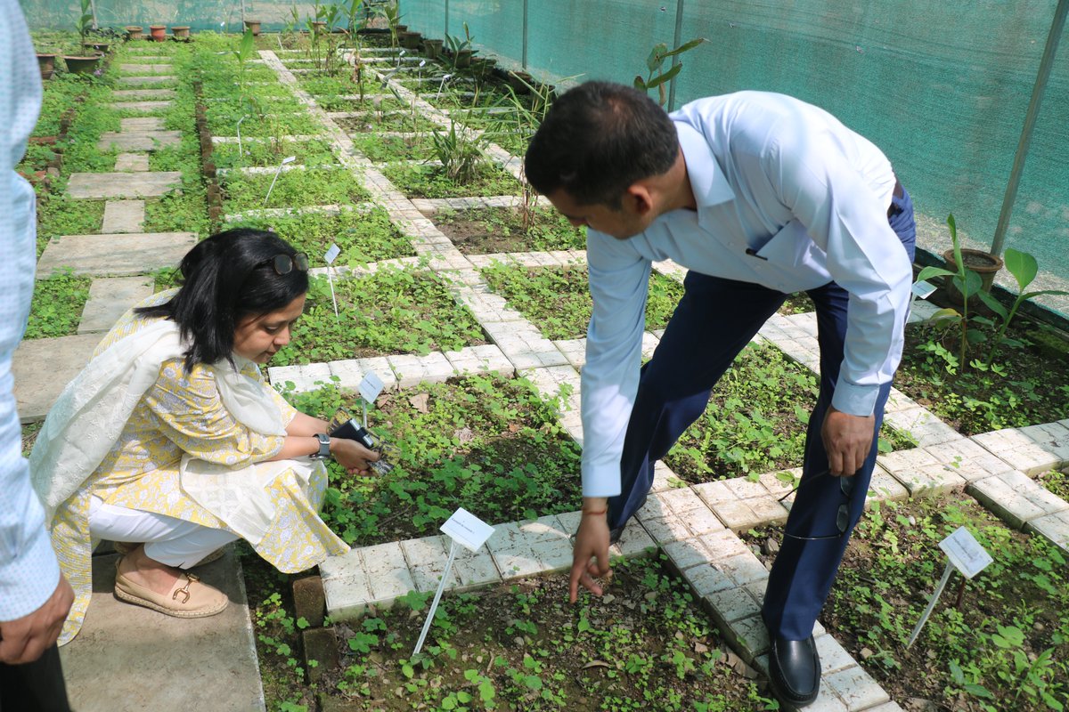 bsi_moefcc's tweet image. Ms. Nameeta Prasad, Joint Secretary, @moefcc, has participated in the 12th Research Advisory and Monitoring Committee (RAMC) of @bsi_moefcc and visited the Fern House, Net House, and Garden of  BSI Dehradun. The RAMC meeting was held under the chairmanship of Prof. C.R. Babu.