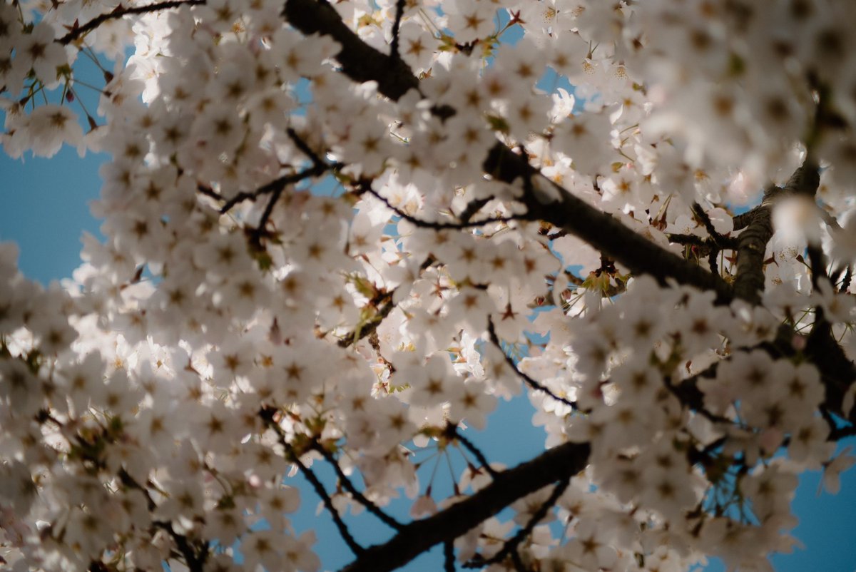 #BlossomWatchComp