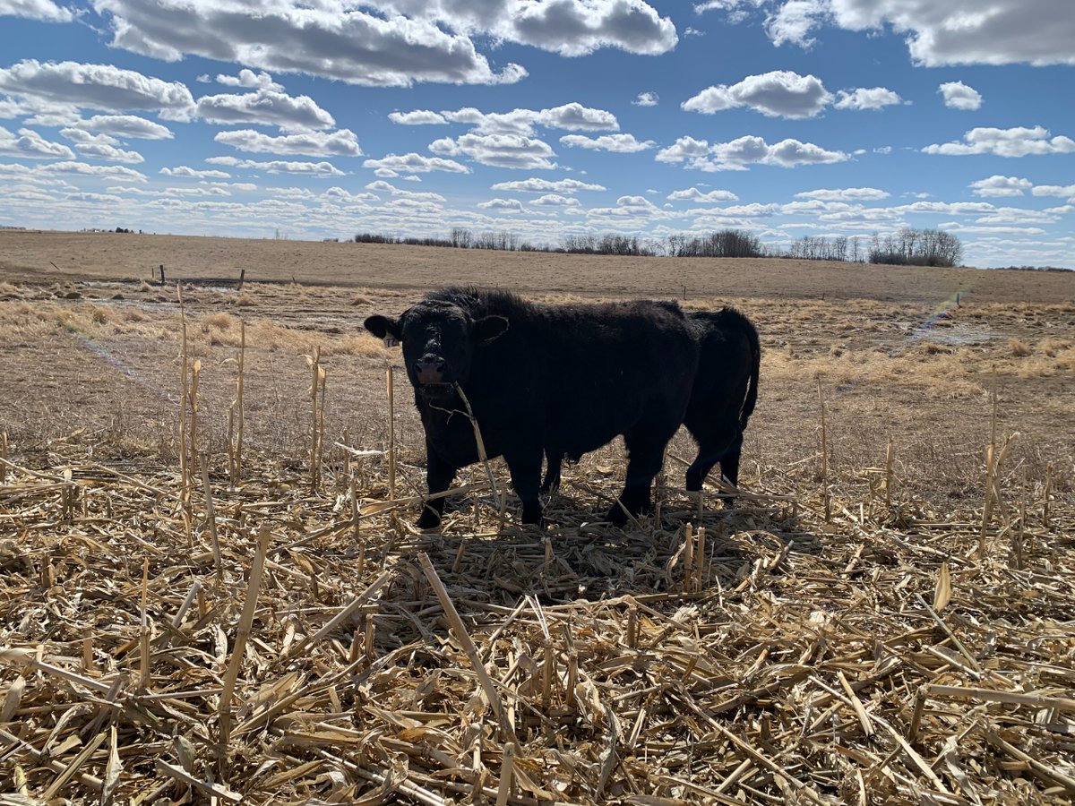 Ruminants are natural upcyclers of high roughage forage.  On our farm the cattle graze crop residues in the dormant season processing it into valuable fertilizer and tasty #grassfedbeef! Did I mention we have bull for sale too! #beefmakers