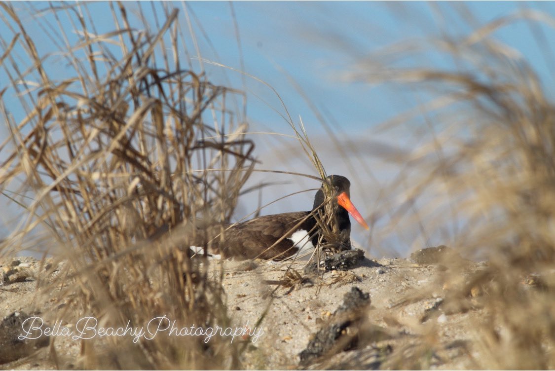 beachaholic823's tweet image. BEAUTIFUL OYSTER CATCHER🌅 
#CENTRALNJ