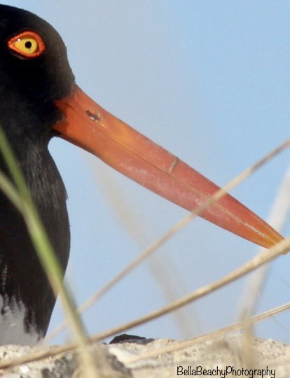 beachaholic823's tweet image. BEAUTIFUL OYSTER CATCHER🌅 
#CENTRALNJ