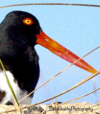 beachaholic823's tweet image. BEAUTIFUL OYSTER CATCHER🌅 
#CENTRALNJ