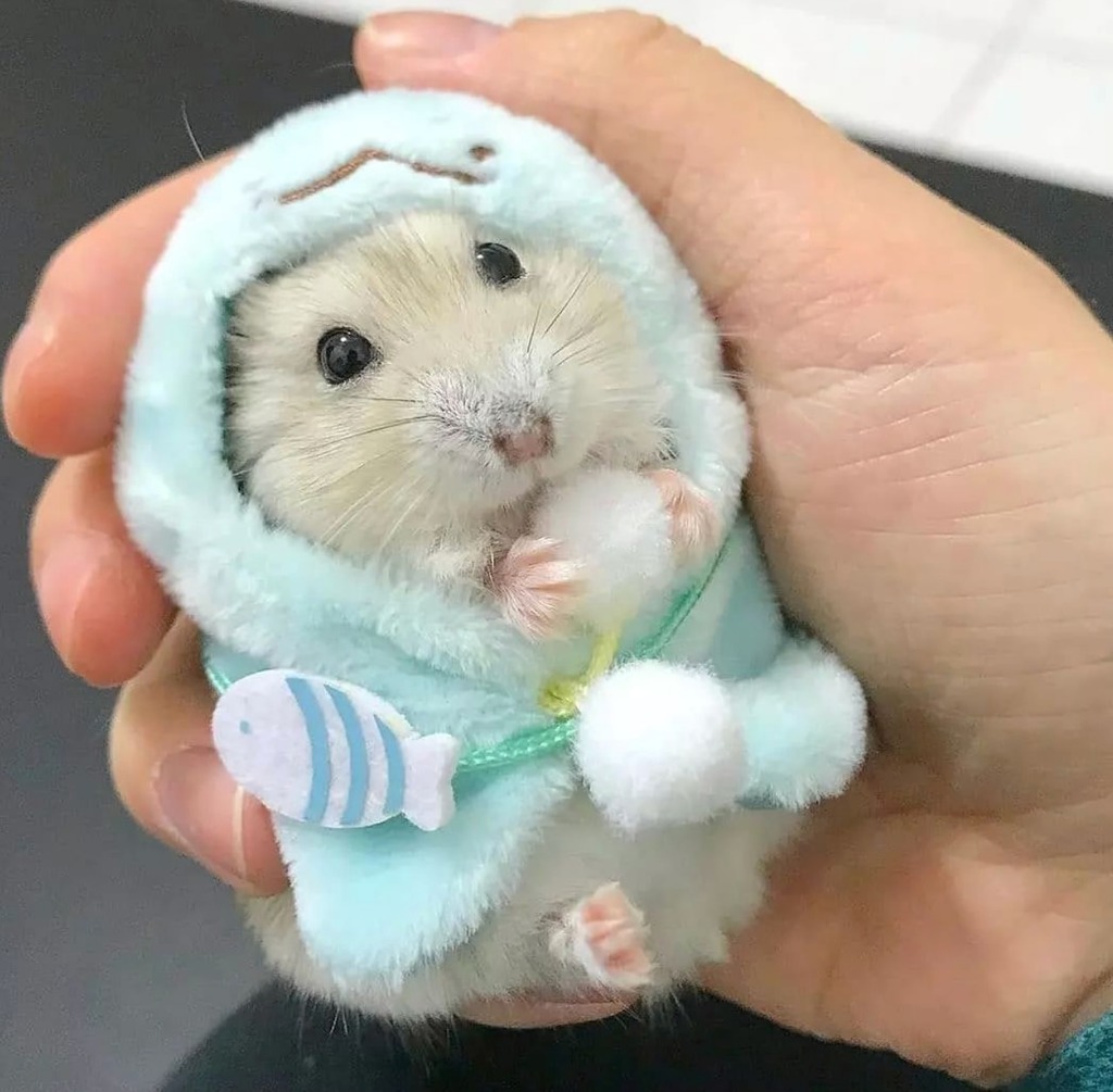 Caitec_inc's tweet photo. Just a little hammy in my jammies! 🐹 #Caitec 

[via Instagram | @hamster_ofthe__world] https://t.co/YpzAEyQu7m https://t.co/eij53hsFxT