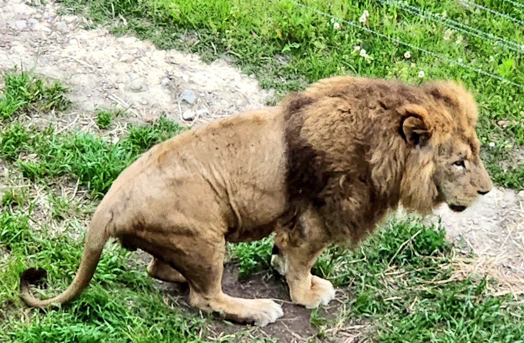 これも猫ちゃんになるのかな🐈️
カッコいいわー

#猫好きさんと繋がりたい