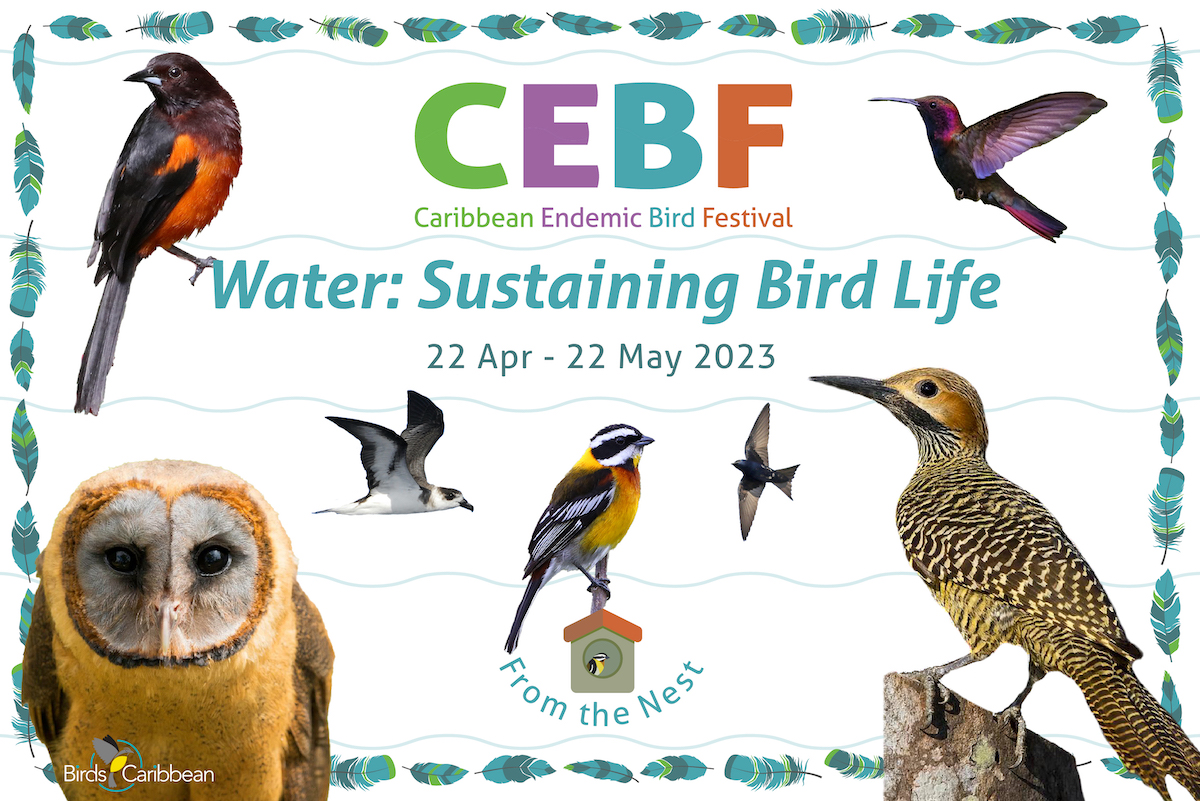 BirdsCaribbean's tweet photo. Banding Together for Caribbean Birds—BirdsCaribbean May Newsletter - https://t.co/tu5ePy7oFH https://t.co/npOj5dQLyp